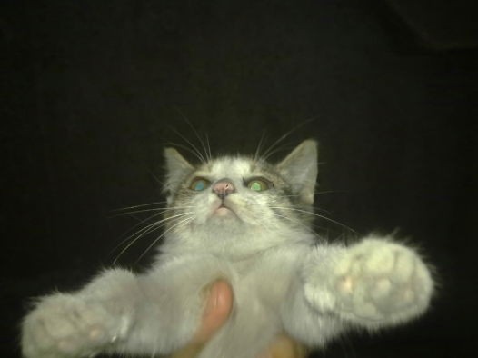 两个男人五只猫